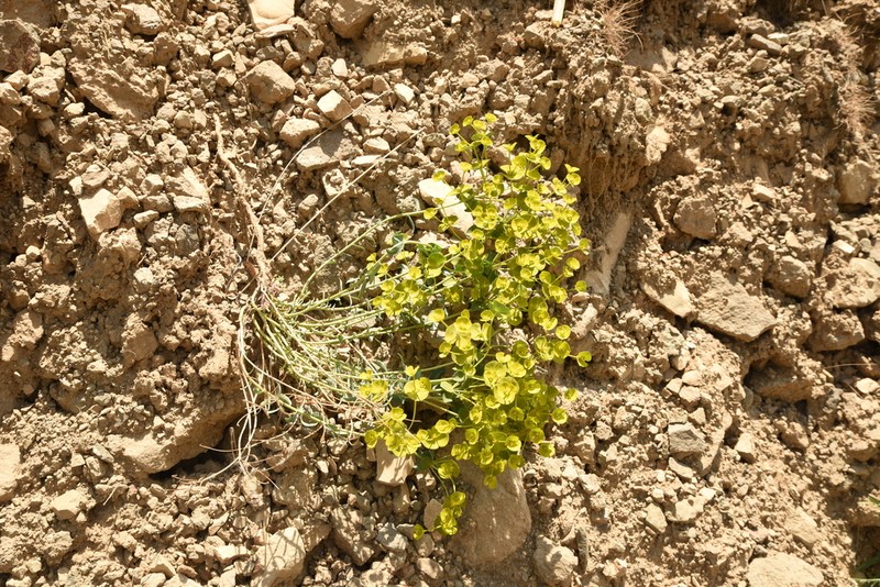 Euphorbia cheiradenia photo 5