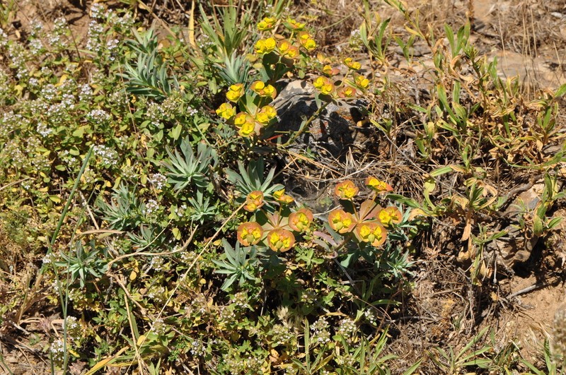 Euphorbia cheiradenia photo 6