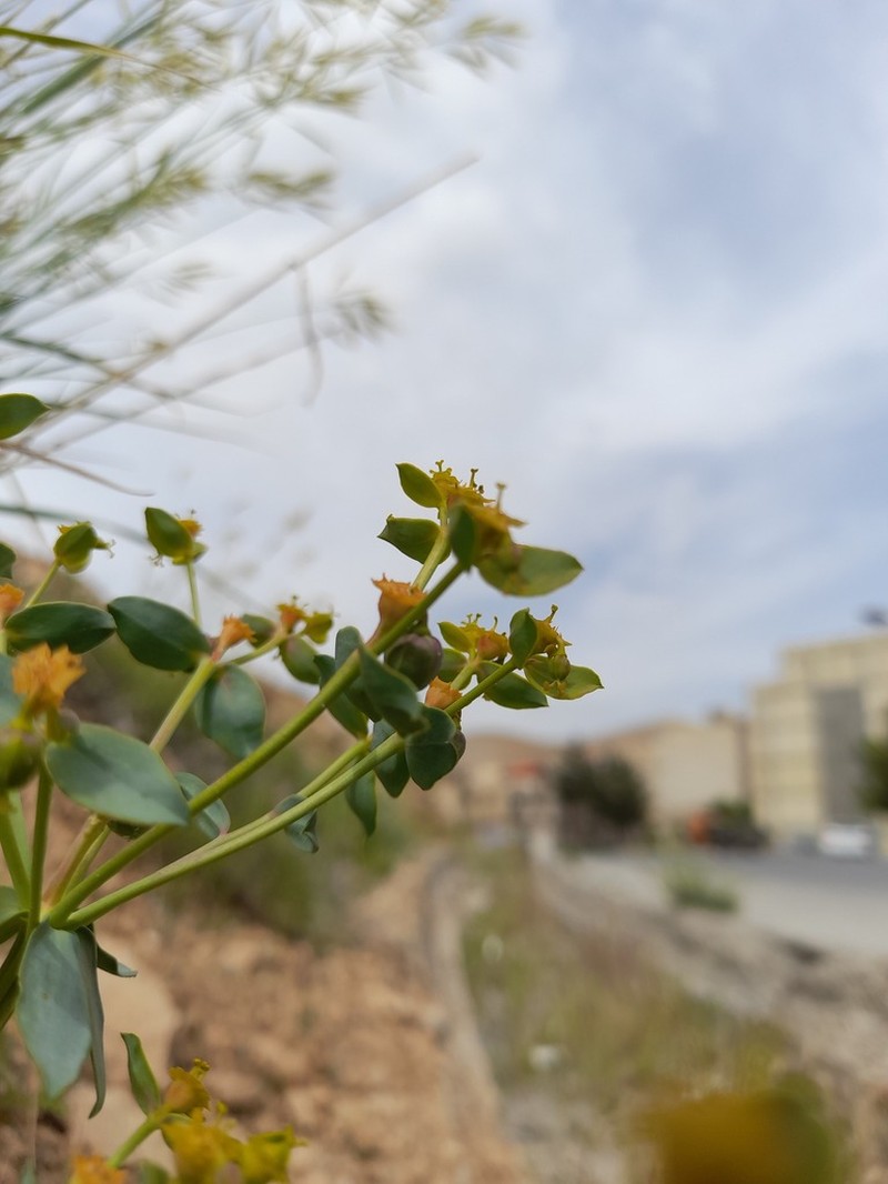 Euphorbia cheiradenia photo 7
