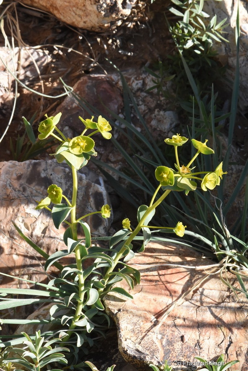 Euphorbia cheiradenia photo 8