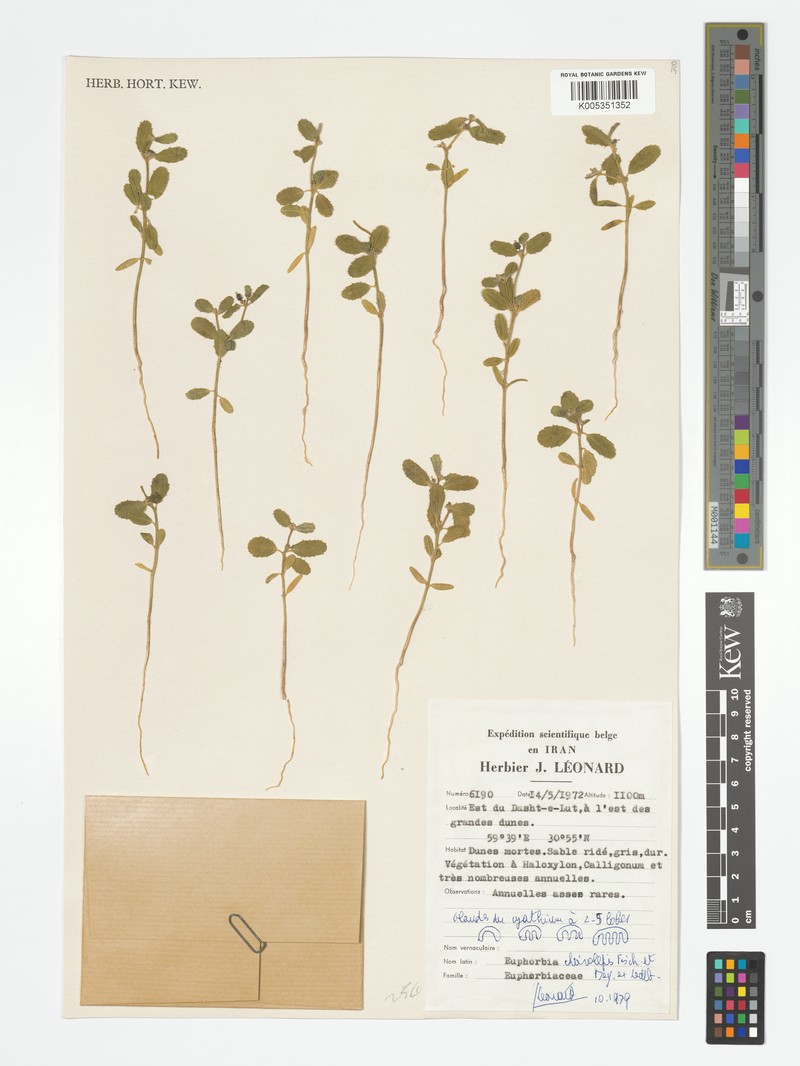 Euphorbia cheirolepis photo 2