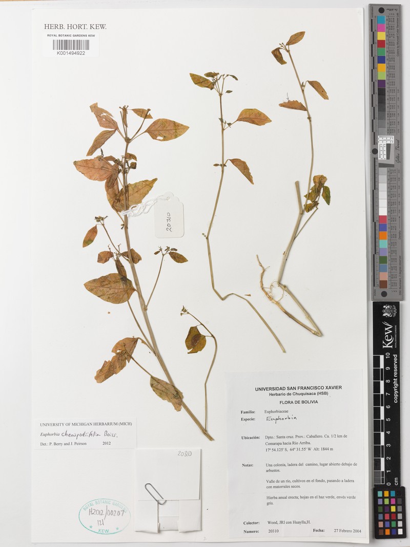 Euphorbia chenopodiifolia