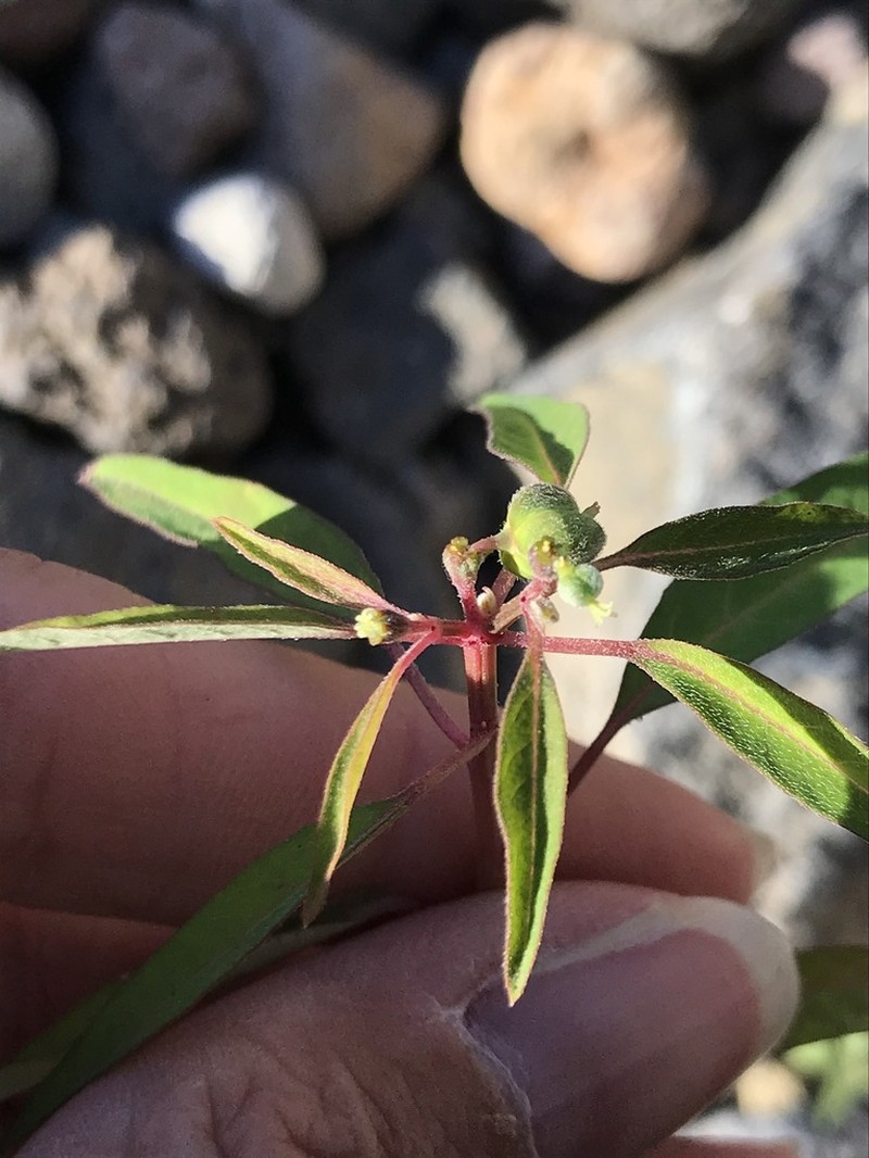 Euphorbia chersonesa