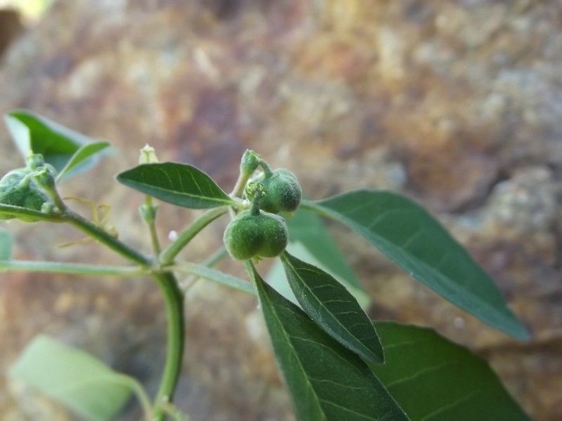 Euphorbia chersonesa photo 2