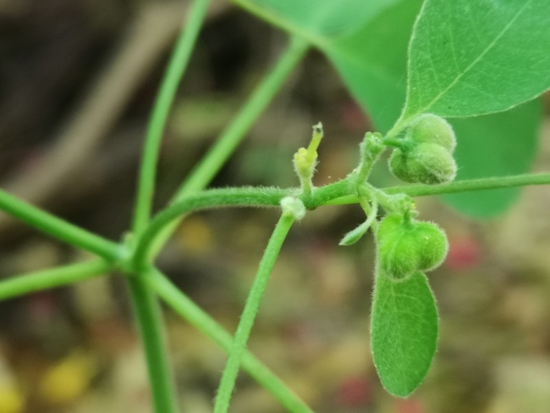 Euphorbia chersonesa photo 3