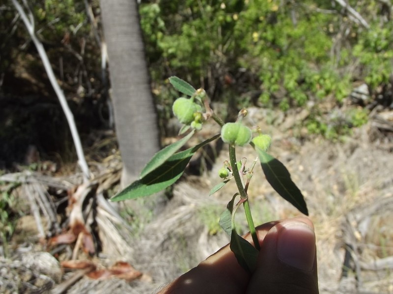 Euphorbia chersonesa photo 4