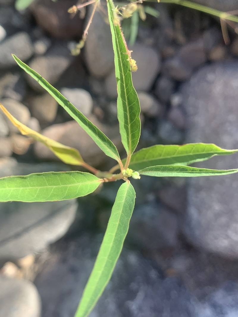 Euphorbia chersonesa photo 6