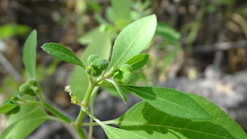 Euphorbia chersonesa photo 8