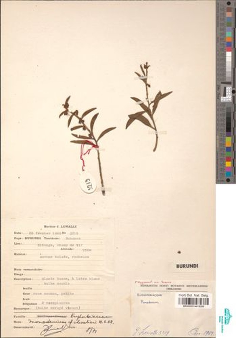 Euphorbia chevalieri photo 3