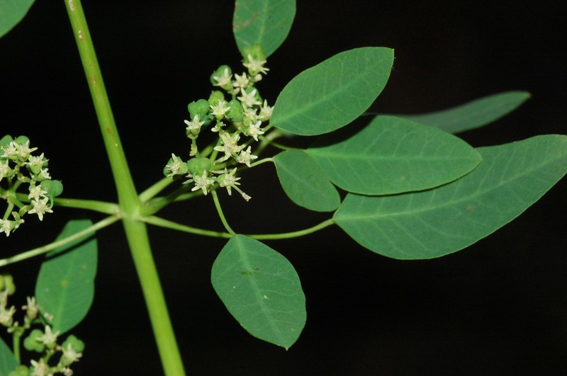 Euphorbia chiapensis