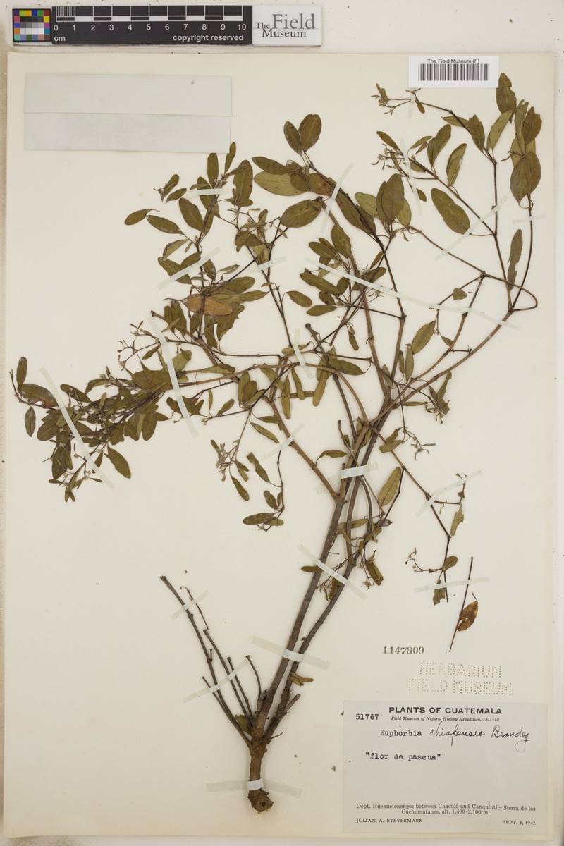 Euphorbia chiapensis photo 4