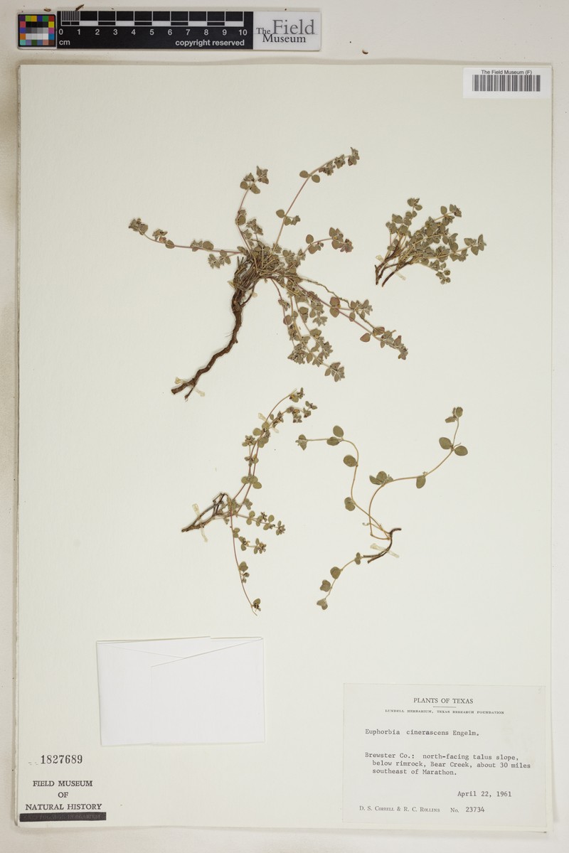 Euphorbia chiogenes