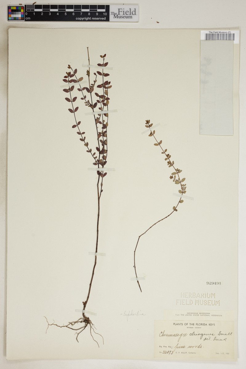 Euphorbia chiogenes photo 2