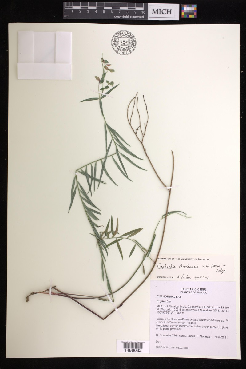 Euphorbia chiribensis
