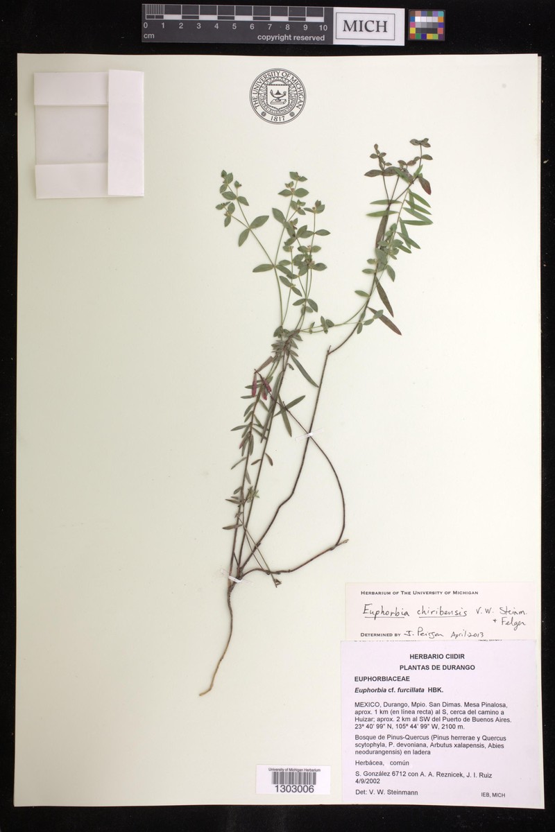 Euphorbia chiribensis photo 2