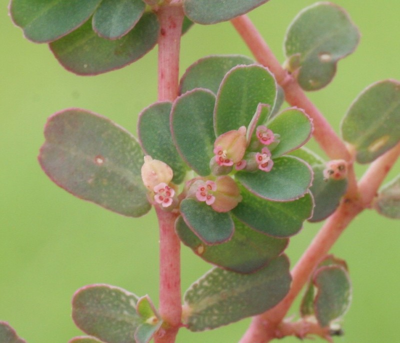 Euphorbia cinerea photo 2