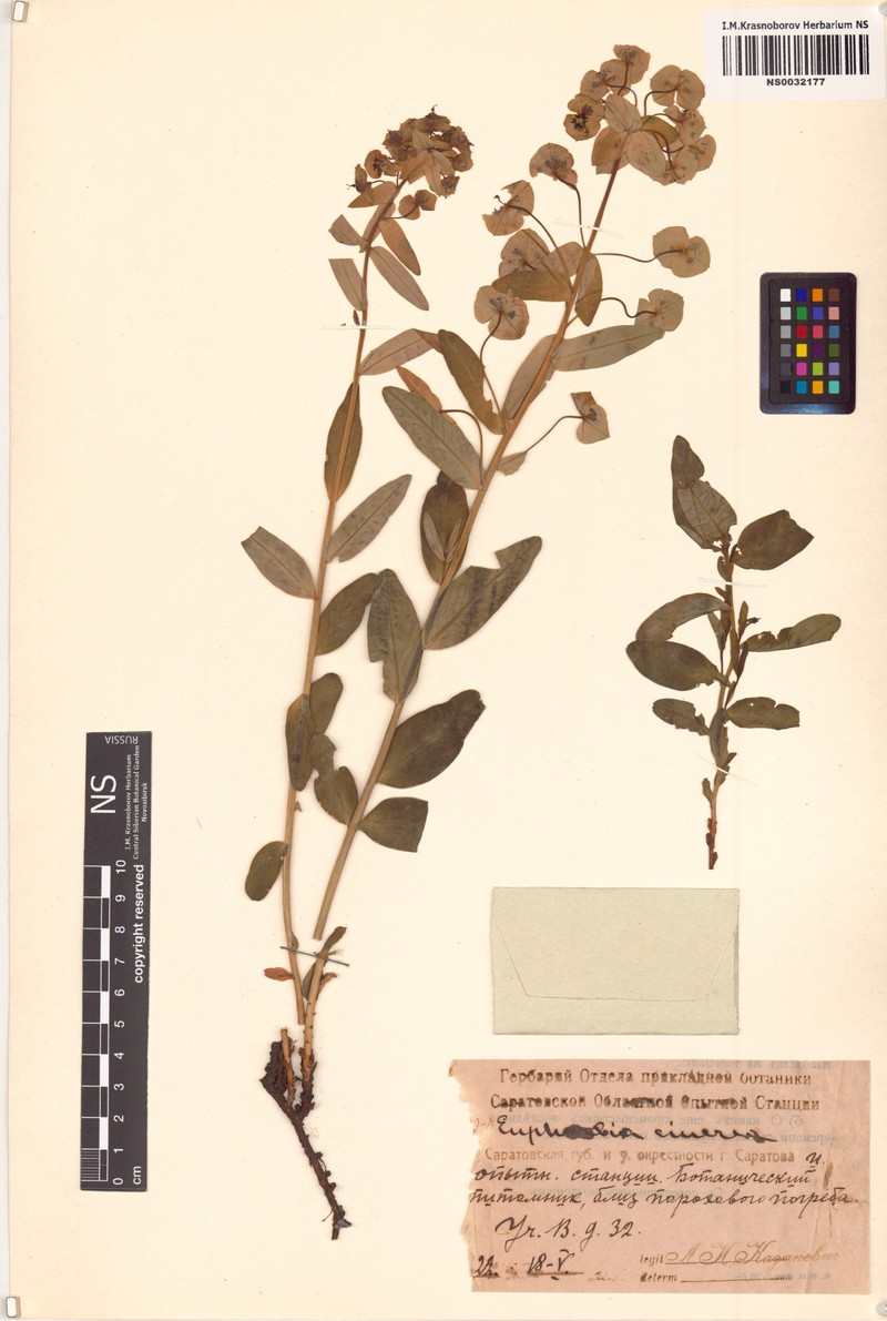 Euphorbia cinerea photo 4