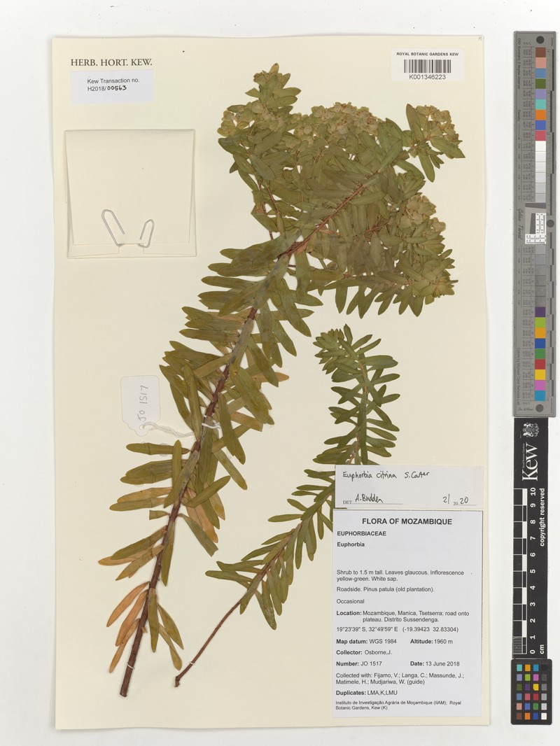 Euphorbia citrina