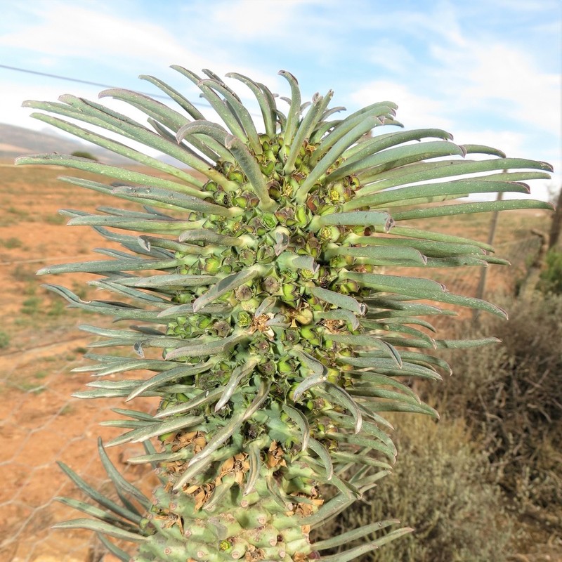 Euphorbia clandestina