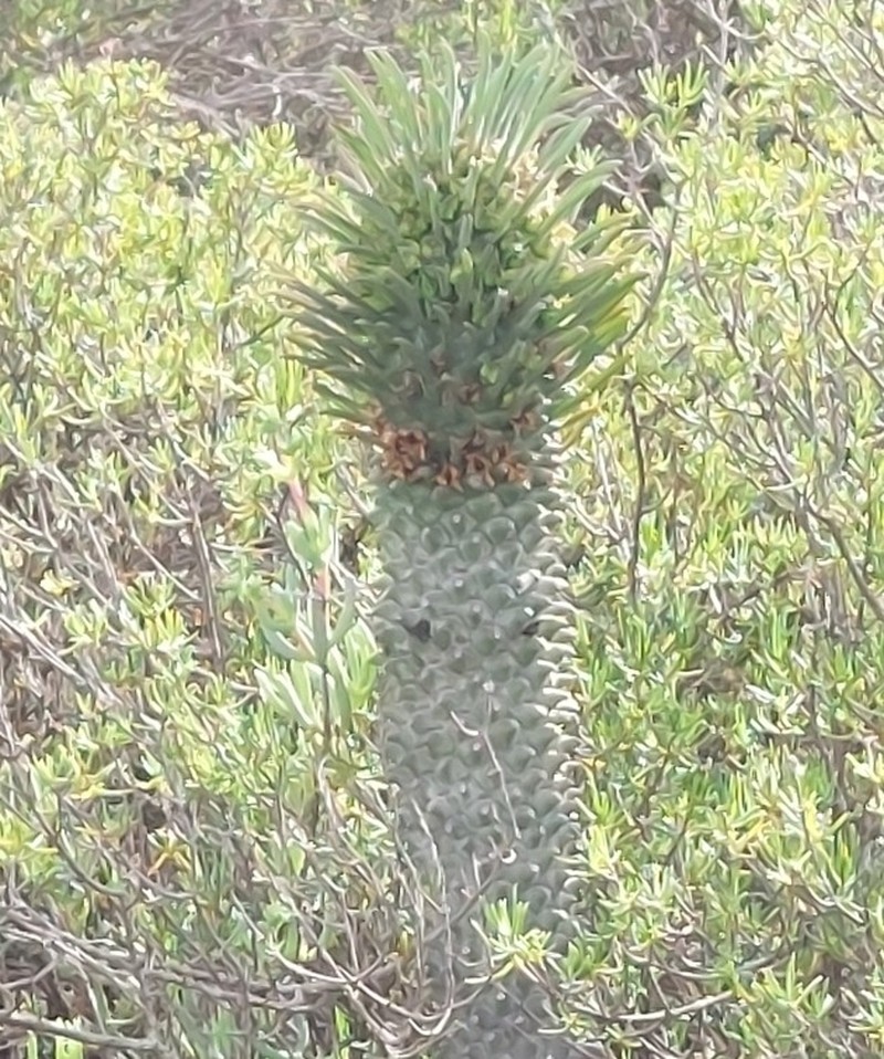 Euphorbia clandestina photo 2