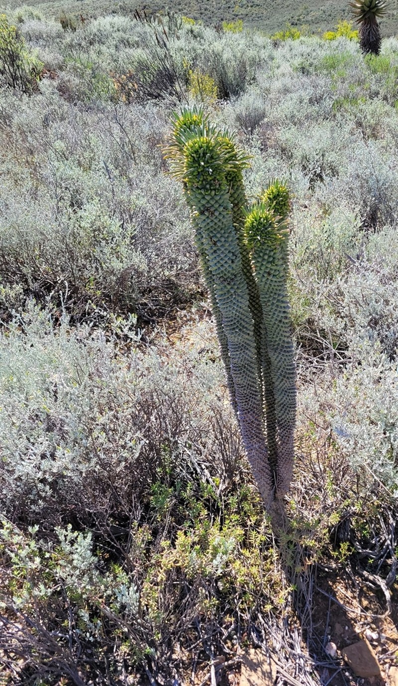 Euphorbia clandestina photo 3