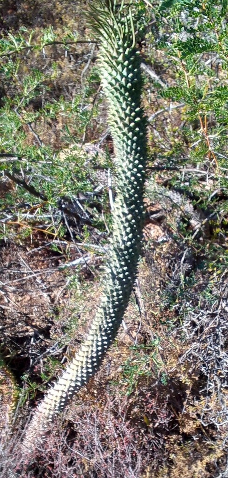 Euphorbia clandestina photo 4