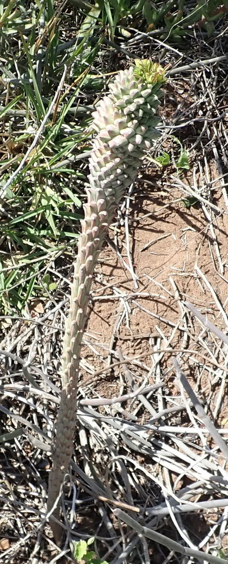 Euphorbia clandestina photo 5