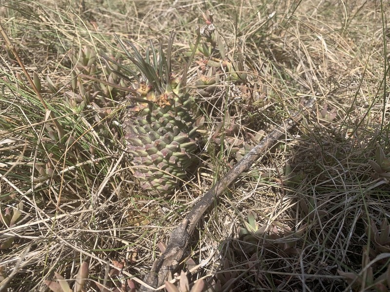 Euphorbia clandestina photo 7