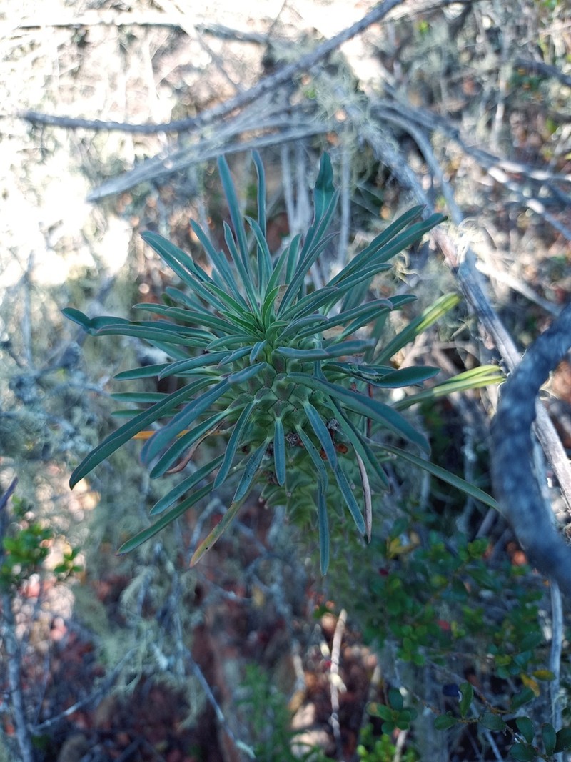Euphorbia clandestina photo 8