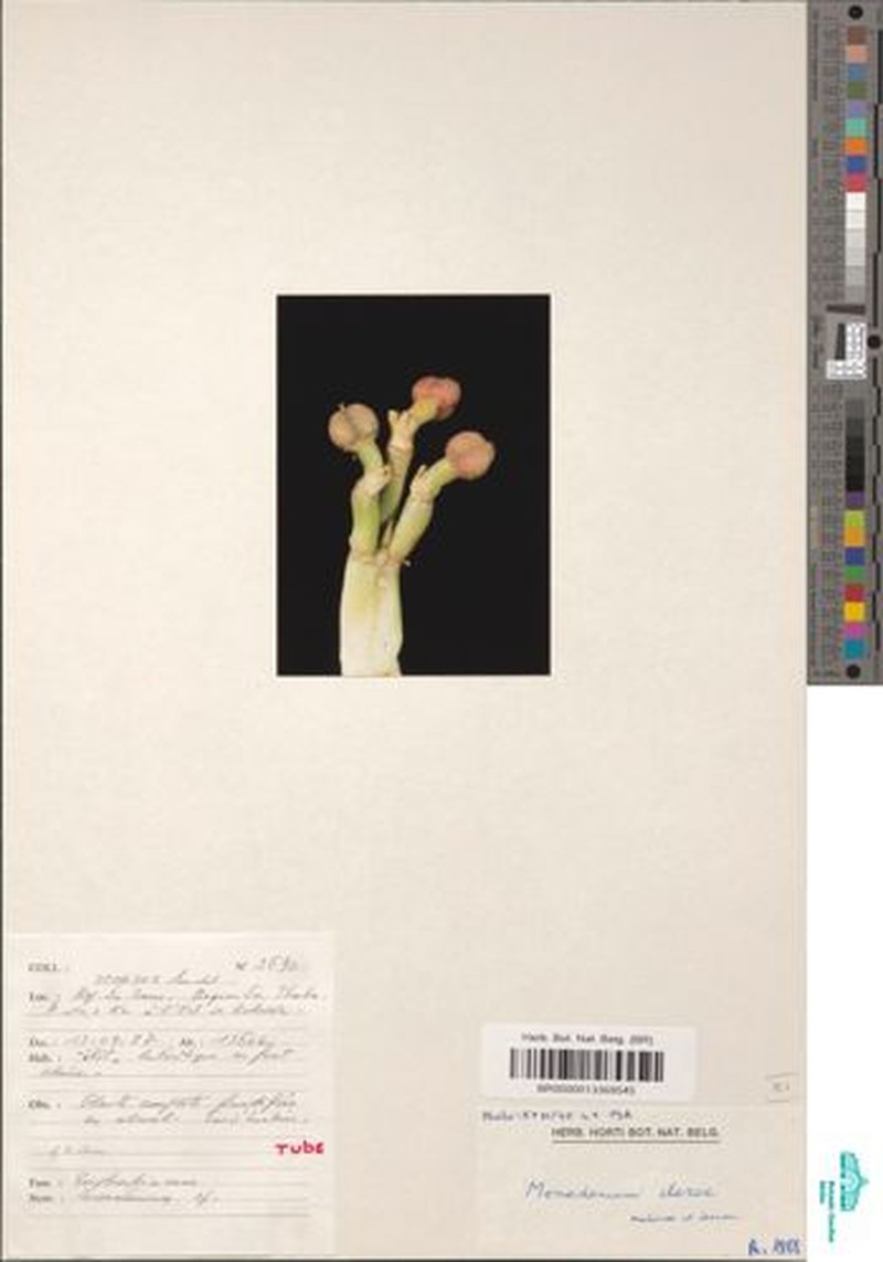 Euphorbia clarae