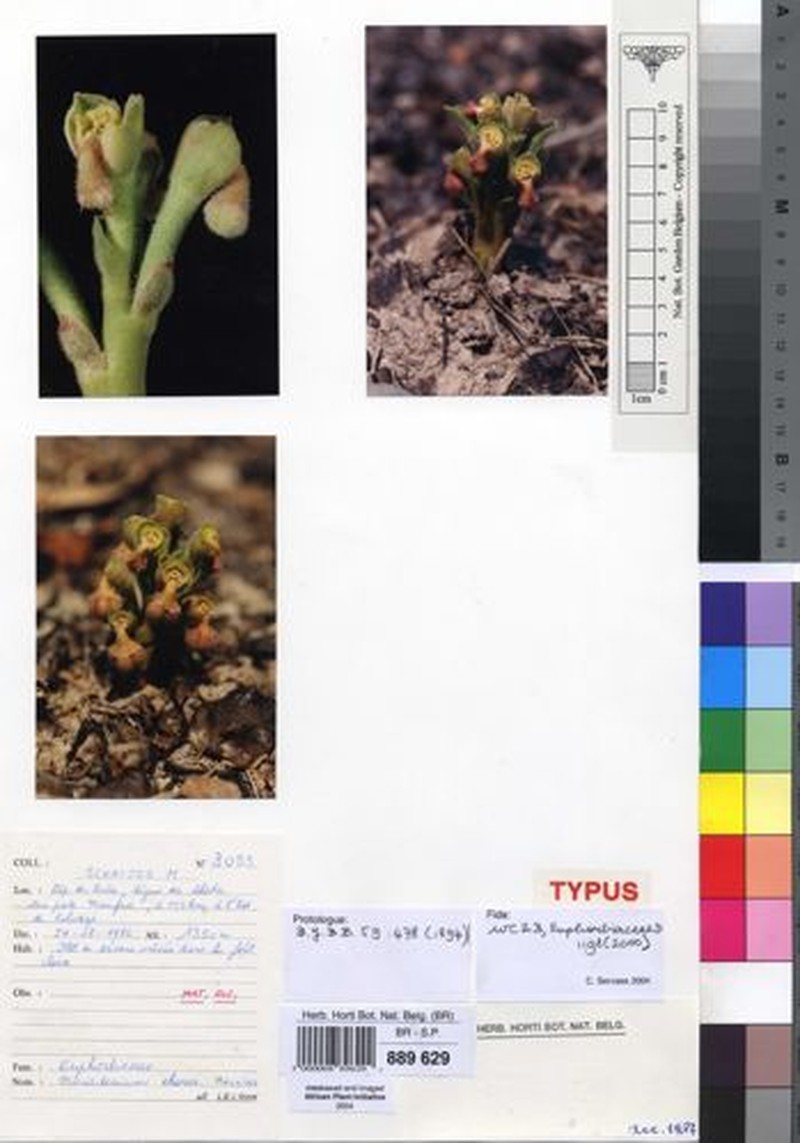 Euphorbia clarae photo 2