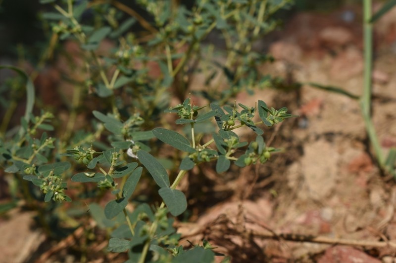 Euphorbia clarkeana