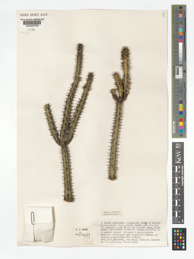 Euphorbia classenii photo 2