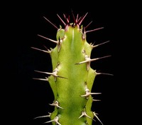 Euphorbia classenii