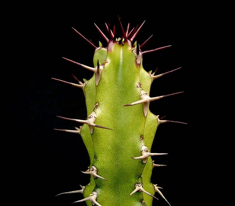 Euphorbia classenii