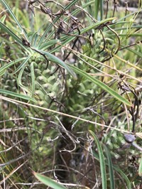 Euphorbia clava