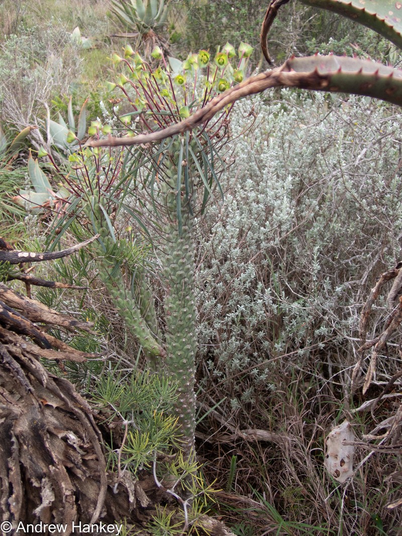 Euphorbia clava photo 2