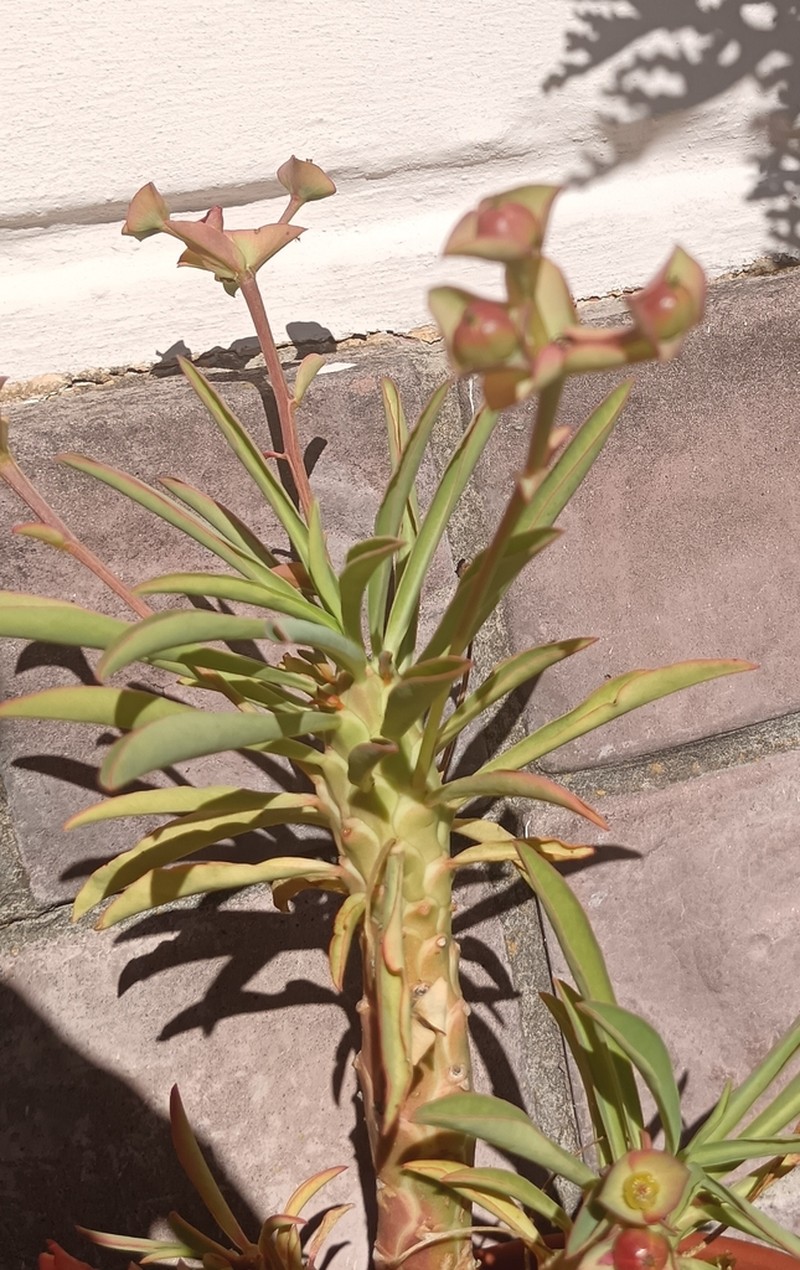 Euphorbia clava photo 3