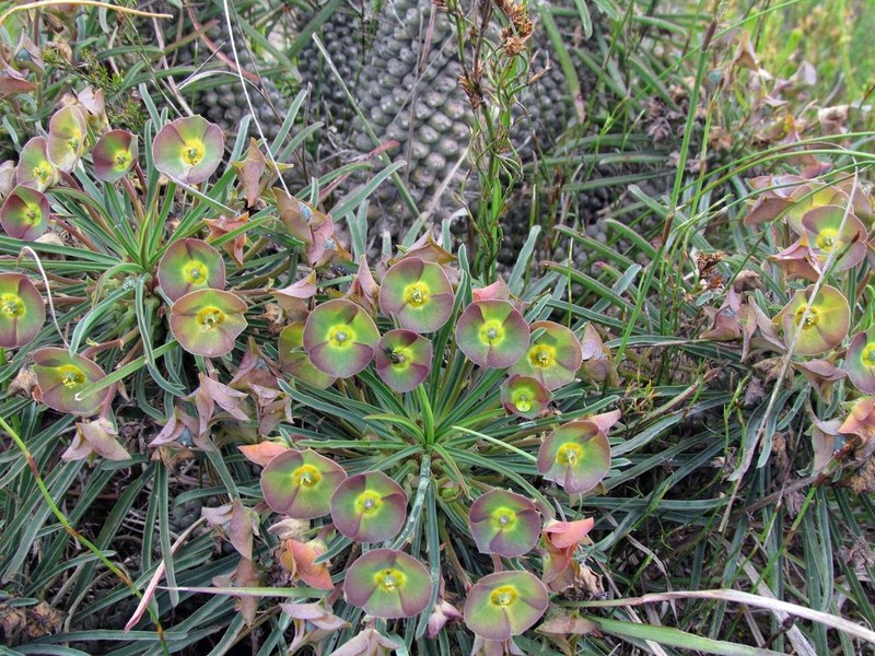 Euphorbia clava photo 4