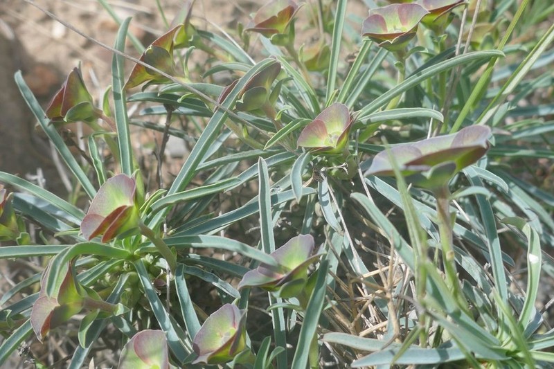 Euphorbia clava photo 5