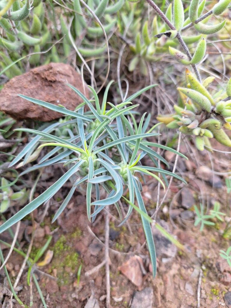 Euphorbia clava photo 6