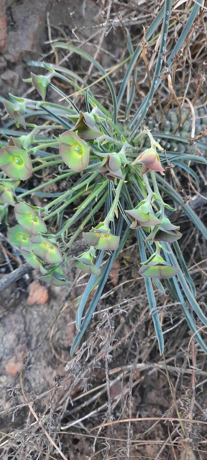 Euphorbia clava photo 7