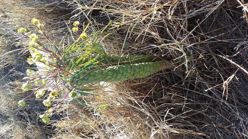 Euphorbia clava photo 8