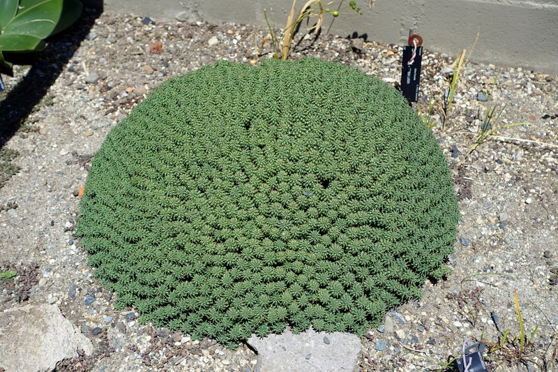 Euphorbia clavarioides