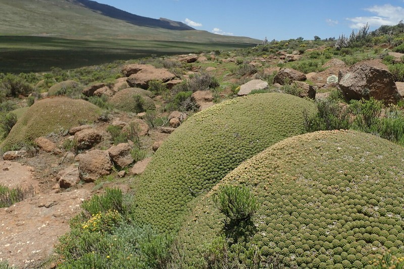 Euphorbia clavarioides photo 2