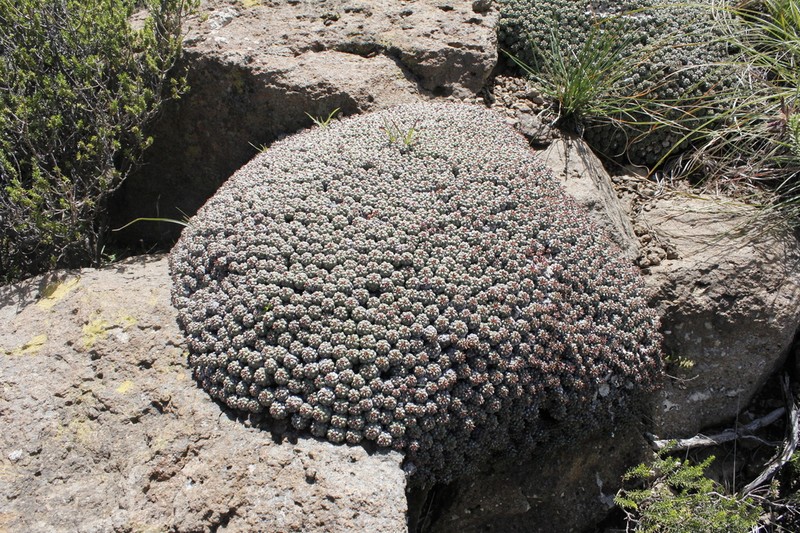 Euphorbia clavarioides photo 3