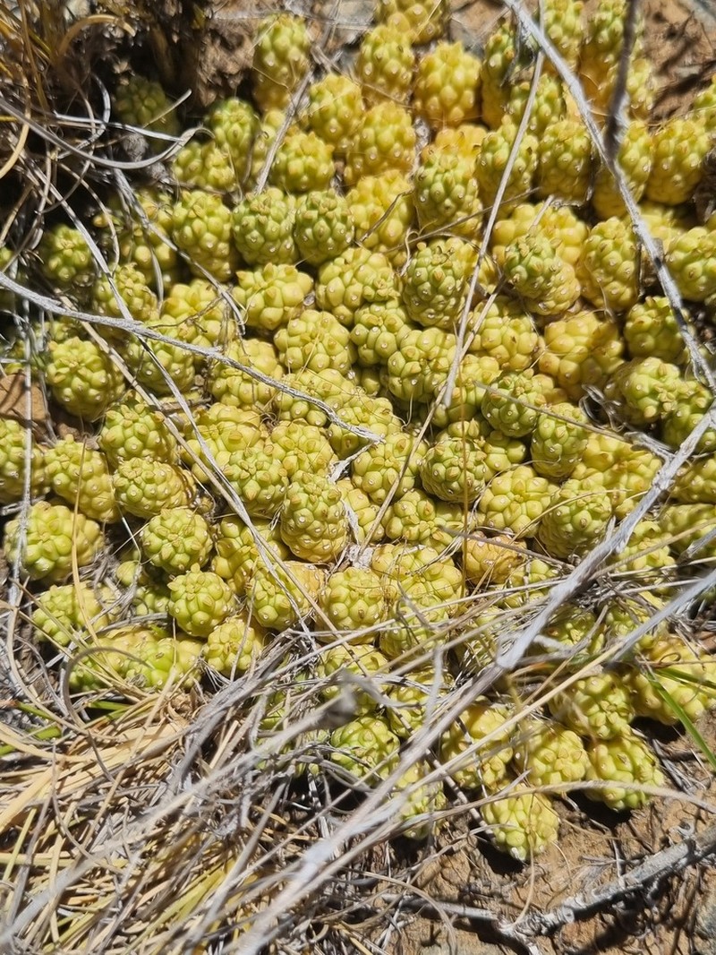 Euphorbia clavarioides photo 4
