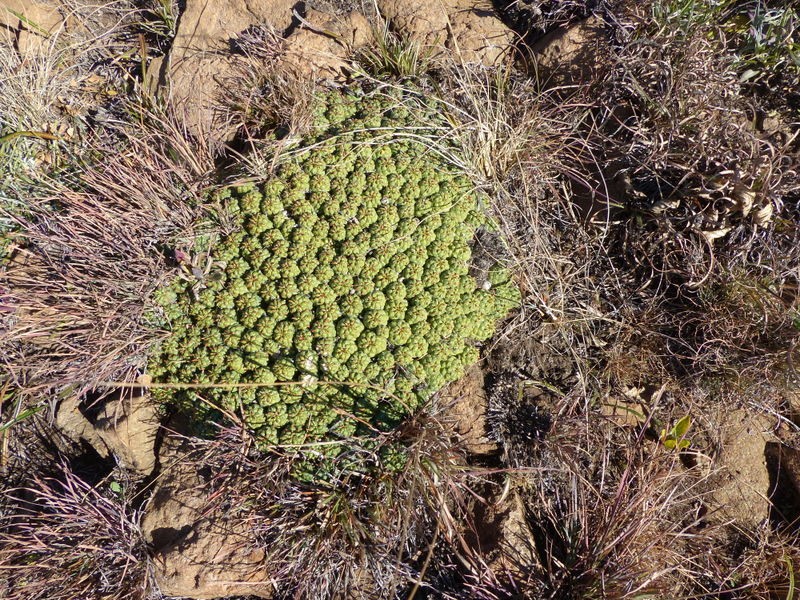 Euphorbia clavarioides photo 5