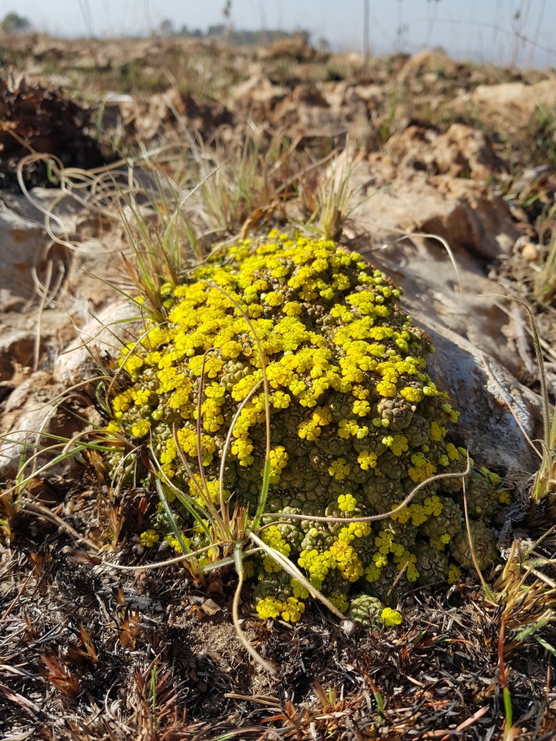 Euphorbia clavarioides photo 6