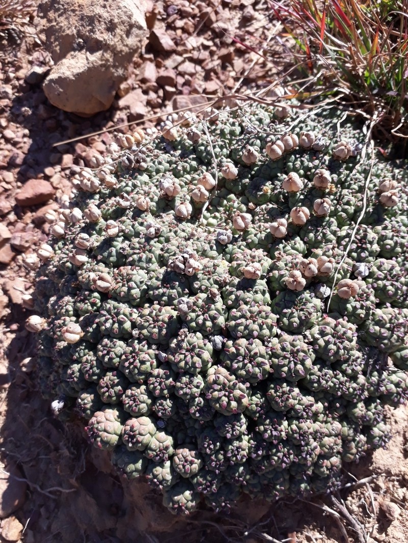 Euphorbia clavarioides photo 7